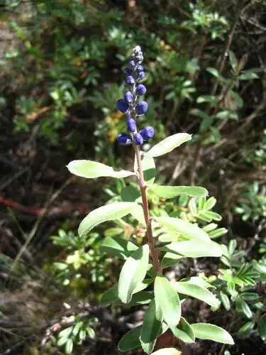 Foto dokumenter Monnina salicifolia