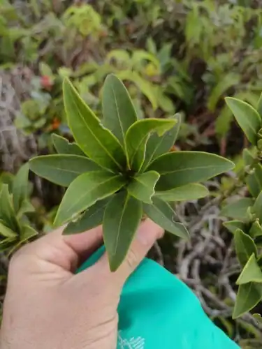 Foto dokumenter Melicope waialealae