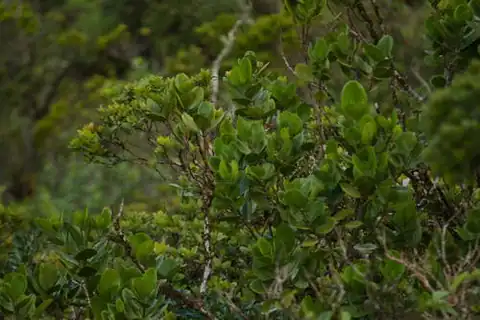 Foto dokumenter Melicope oahuensis