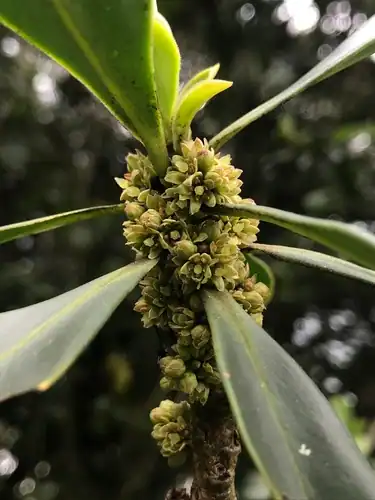 Foto dokumenter Myrsine guianensis