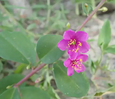 Foto dokumenter Talinum portulacifolium