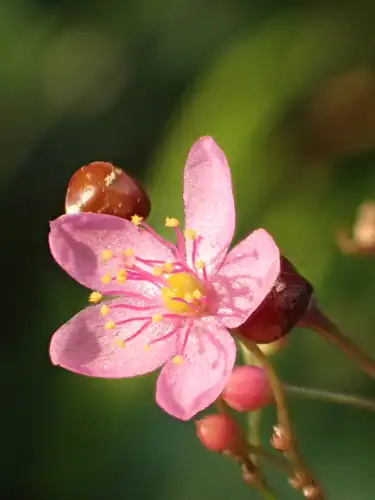 Foto dokumenter Talinum paniculatum