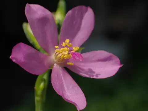 Foto dokumenter Talinum fruticosum