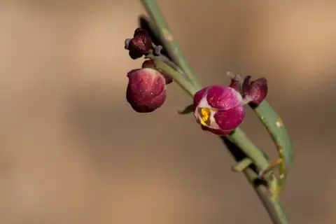 Foto dokumenter Thamnosma texana