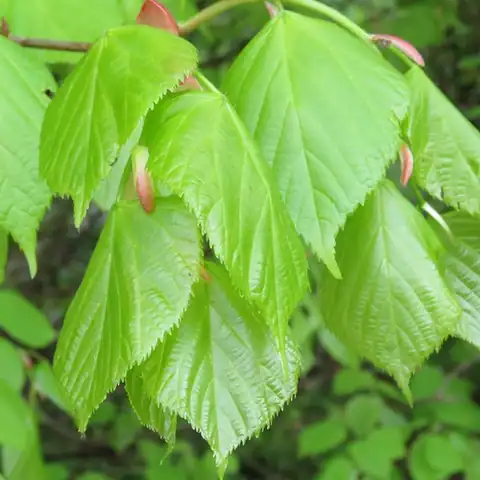 Foto dokumenter Tilia platyphyllos