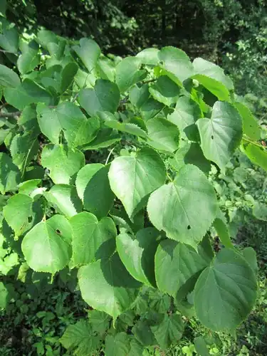 Foto dokumenter Tilia cordata