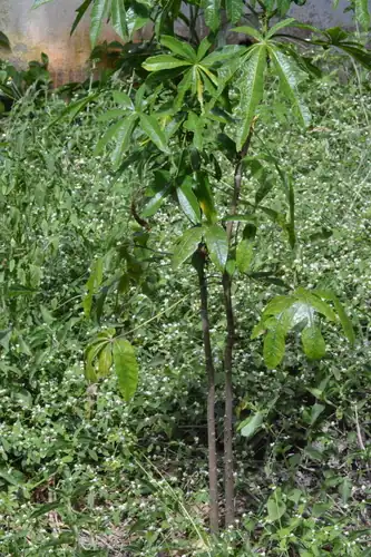 Foto dokumenter Theobroma speciosum