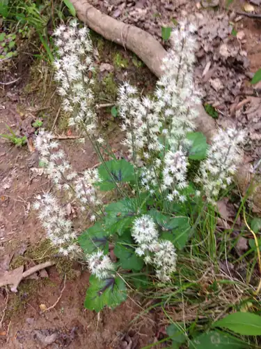 Foto dokumenter Tiarella cordifolia