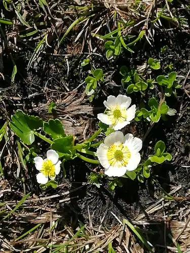 Foto dokumenter Ranunculus crenatus