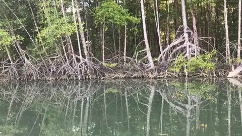 Foto dokumenter Rhizophora racemosa