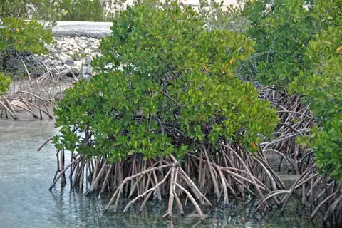 Foto dokumenter Rhizophora mangle