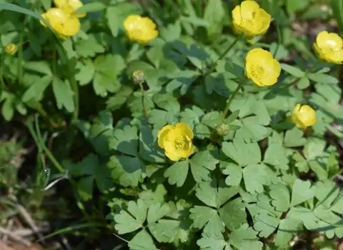 Foto dokumenter Ranunculus franchetii