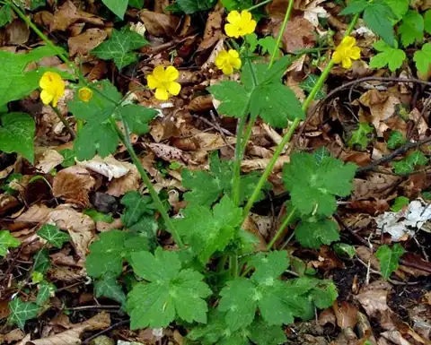 Foto dokumenter Ranunculus lanuginosus