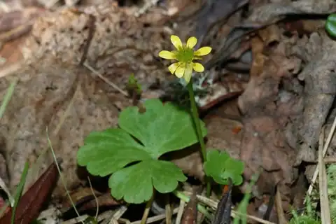 Foto dokumenter Ranunculus lapponicus