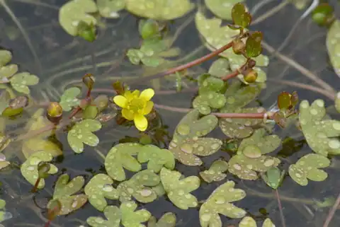 Foto dokumenter Ranunculus hyperboreus