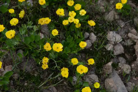 Foto dokumenter Ranunculus altaicus