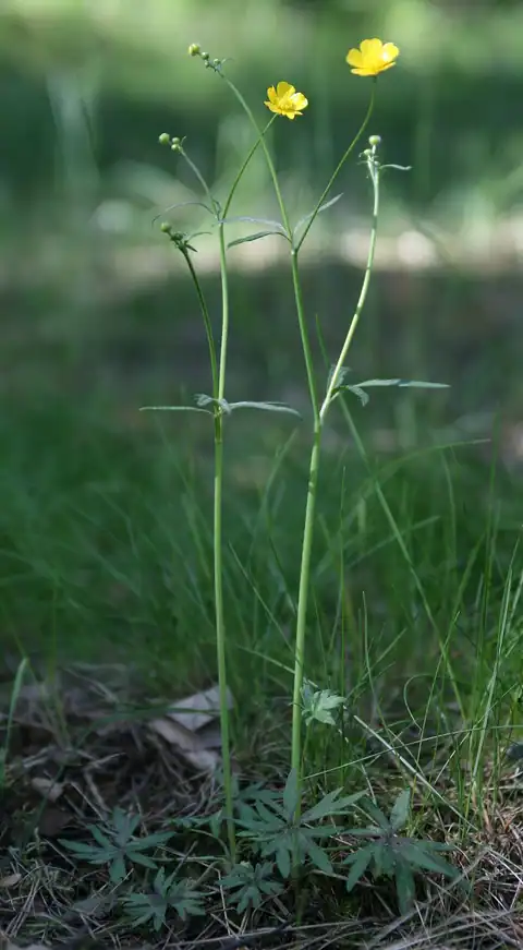 Foto dokumenter Ranunculus acris