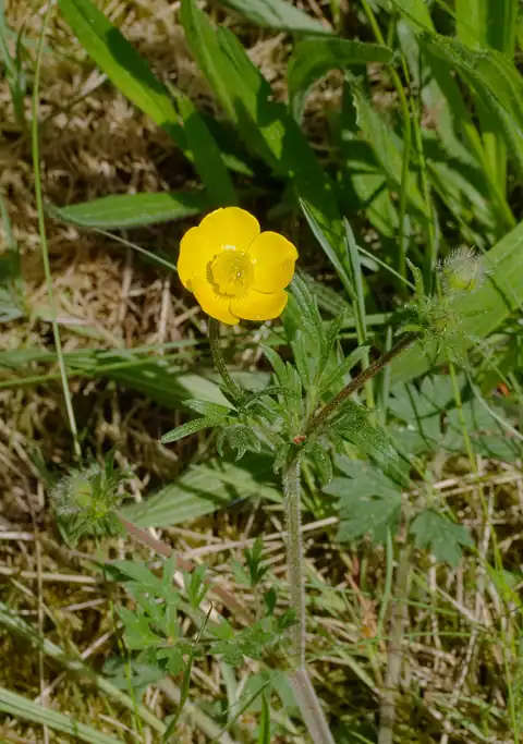 Foto dokumenter Ranunculus bulbosus