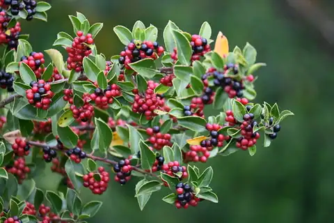 Foto dokumenter Rhamnus alaternus