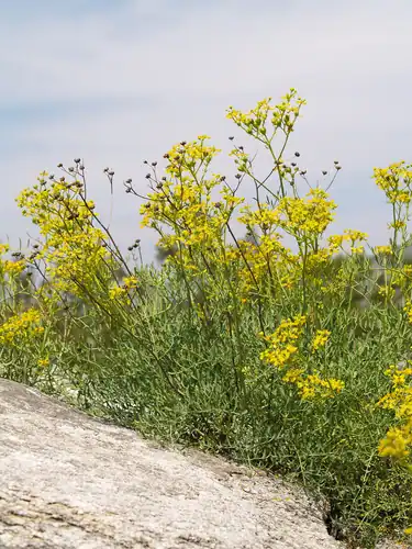 Foto dokumenter Ruta graveolens