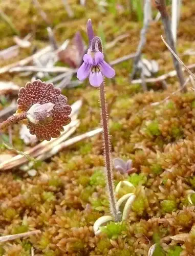 Foto dokumenter Pinguicula villosa