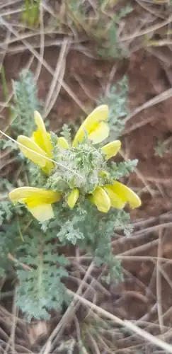 Foto dokumenter Pedicularis flava