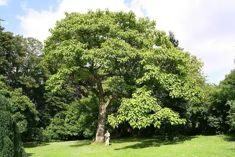 Foto dokumenter Paulownia tomentosa