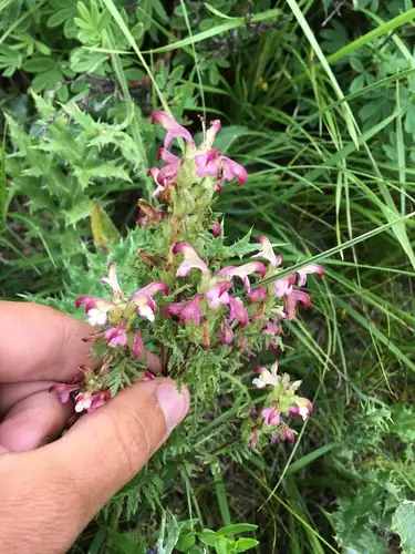 Foto dokumenter Pedicularis myriophylla