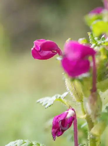 Foto dokumenter Pedicularis megalantha
