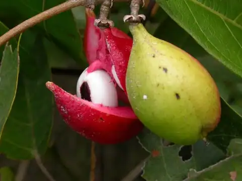 Foto dokumenter Paullinia pinnata