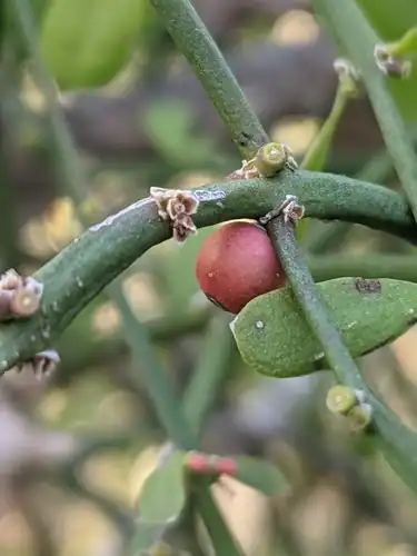 Foto dokumenter Phoradendron crassifolium