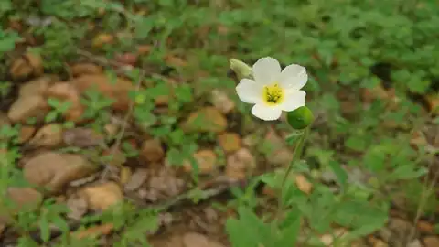 Foto dokumenter Piriqueta racemosa