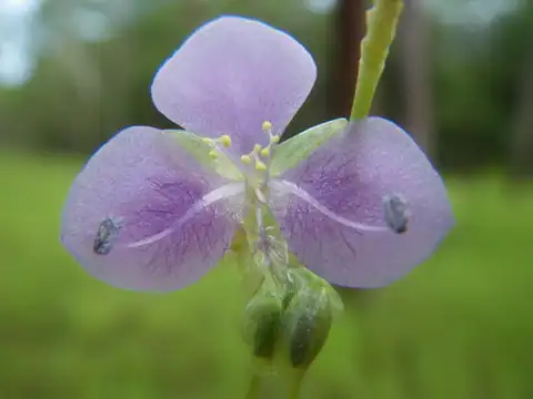 Foto dokumenter Murdannia gigantea