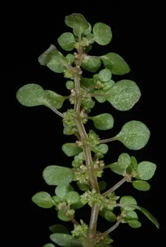 Foto dokumenter Pilea herniarioides