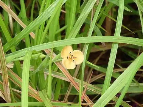 Foto dokumenter Murdannia lanuginosa