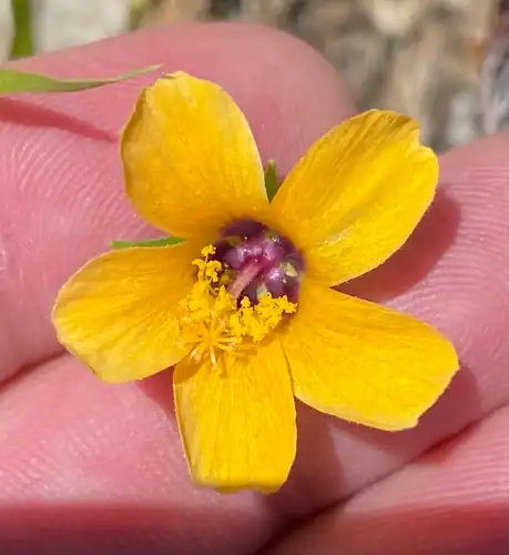 Foto dokumenter Pavonia procumbens