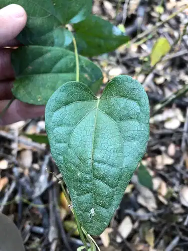 Foto dokumenter Pleogyne australis