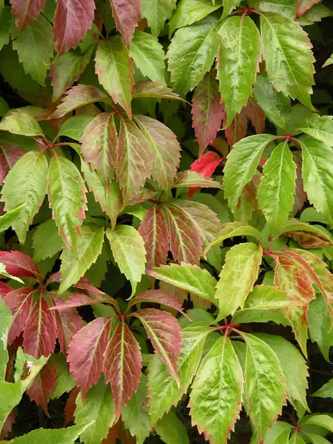Foto dokumenter Parthenocissus quinquefolia