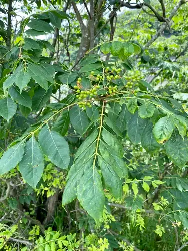 Foto dokumenter Picrasma quassioides