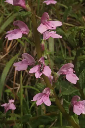 Foto dokumenter Pedicularis zeylanica