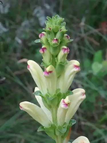 Foto dokumenter Pedicularis sceptrum-carolinum
