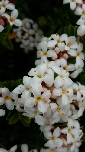 Foto dokumenter Pimelea buxifolia