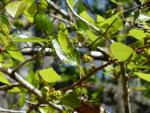 Foto dokumenter Planera aquatica