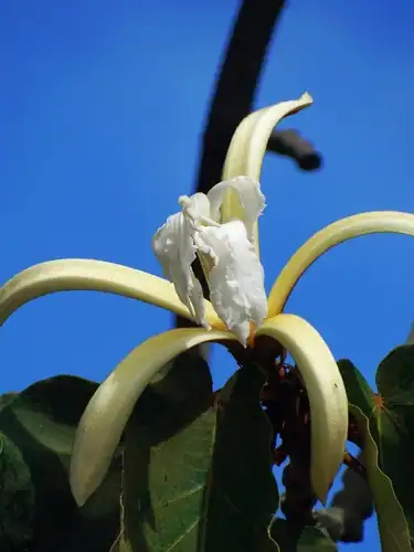 Foto dokumenter Pterospermum acerifolium