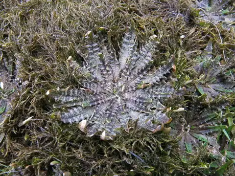 Foto dokumenter Plantago triandra