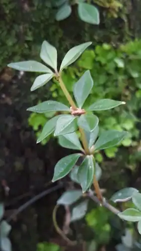 Foto dokumenter Peperomia rhombea