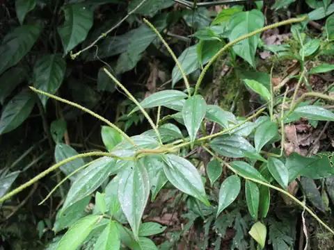 Foto dokumenter Peperomia alata