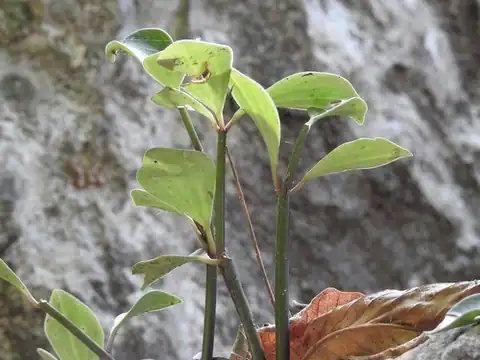 Foto dokumenter Peperomia angustata