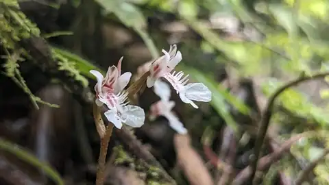 Foto dokumenter Odontochilus nanlingensis