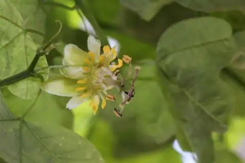 Foto dokumenter Passiflora allantophylla